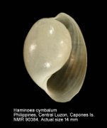Haminoea cymbalum
